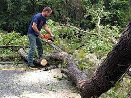 How Our Tree Care Process Works  in  East Mountain, TX