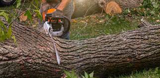 Reliable East Mountain, TX Tree Care Services Solutions